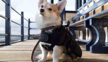 chien croisière